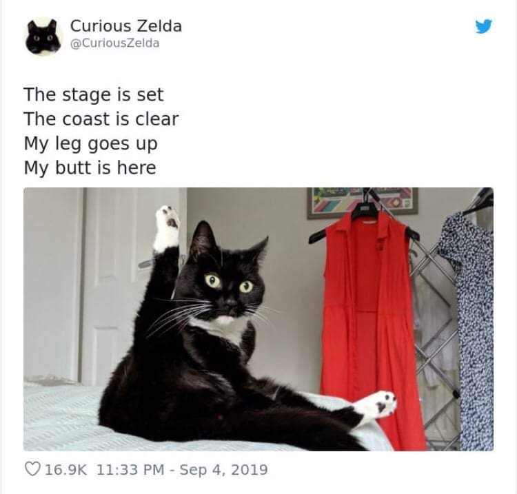 20 Funny Cat Poems from the Curious Zelda Collection 20 The stage is set - funny cat poems