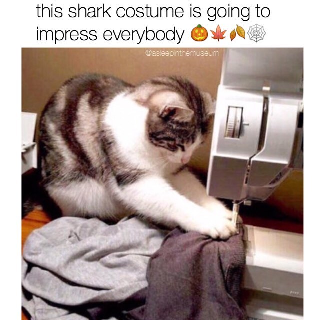 20 Amusing Cat Memes That Will Cat-apult You into Laughter 16 This shark costume