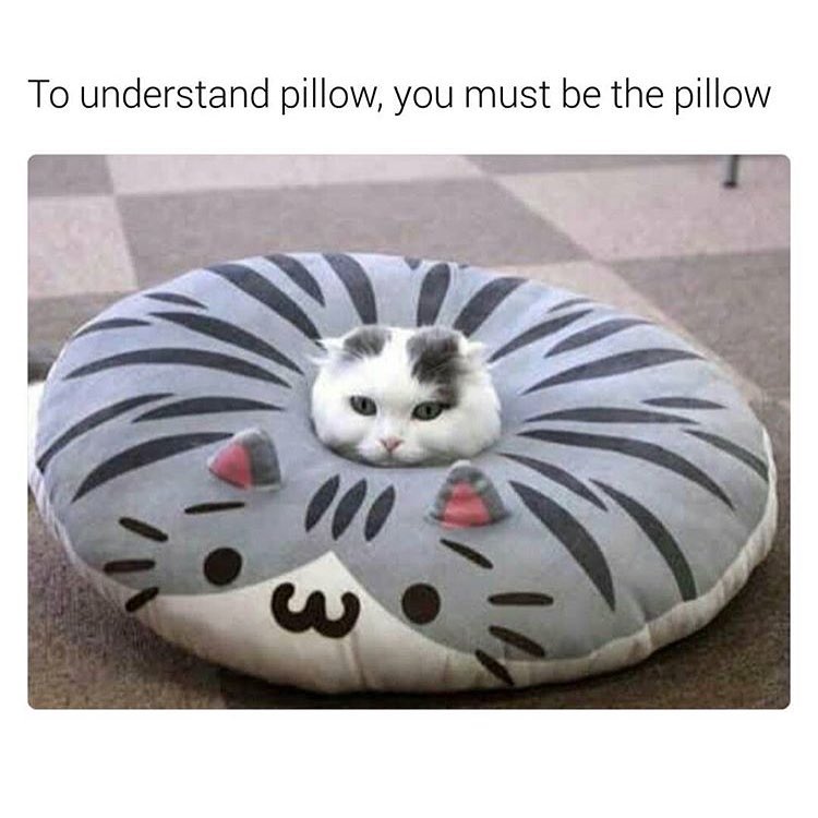 20 Amusing Cat Memes That Will Cat-apult You into Laughter 17 To understand pillow
