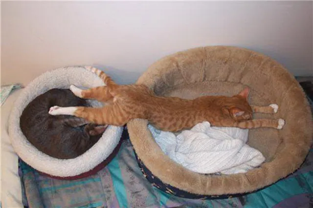 20 Images Of Cats Sleeping In Weird Places 25 Two beda
