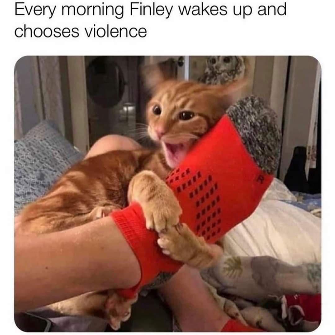 20 Cute Cat Memes That Will Make You Say 'Aww 14 Wakes up and choses violence - Cute Cat Memes