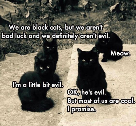 25 Amusing Memes to Crown Your Day with Laughter 20 We are black cats - amusing memes