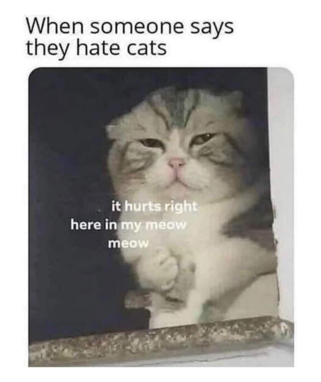 20 Cute Cat Memes That Will Make You Say 'Aww 15 Whan someone says they hate cats - Cute Cat Memes