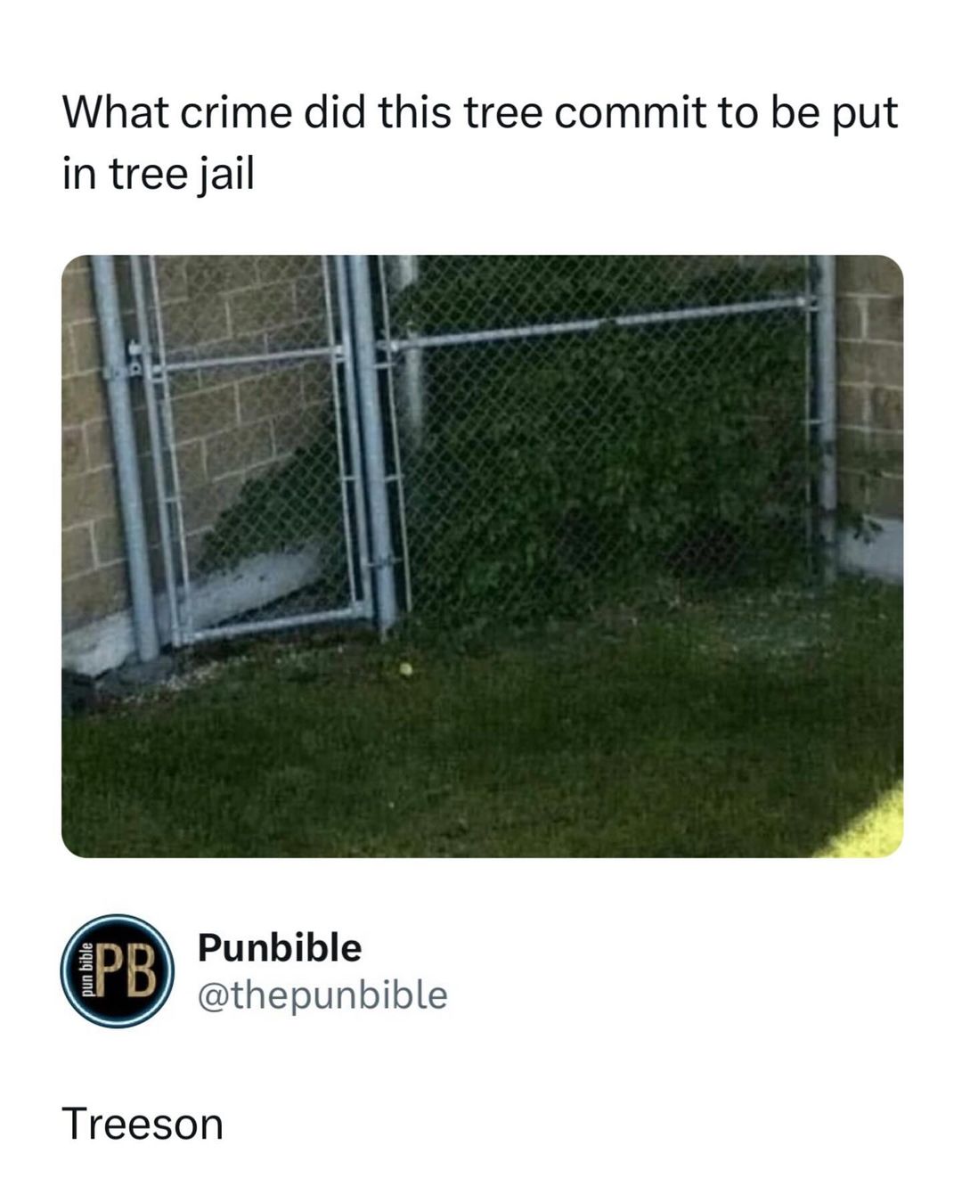 35 Punniest Memes: Your Daily Dose of Vitamin C (Comedy) 25 What crime did this tree comit - punniest memes