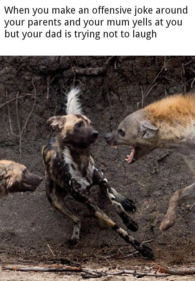 15 Hyena Memes That Will Have You Laughing Like a Hyena - Animals