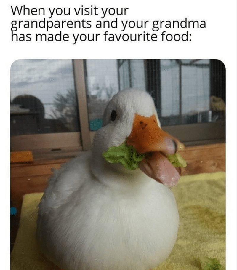 15 Riotous Memes Destined to Make Your Day a Laughter Riot 16 When you visit your grandparents - Riotous Memes