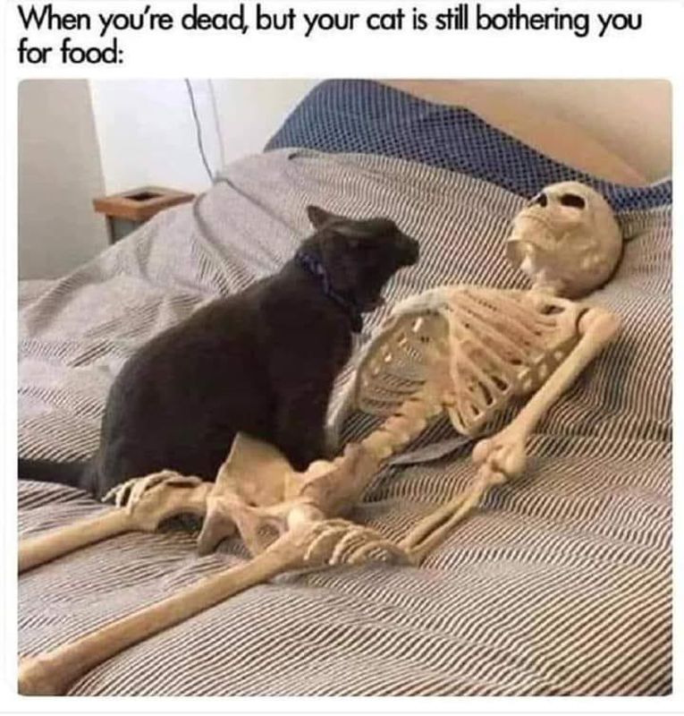 35 Funny Cat Memes That Will Brighten Your Day 24 When your dead