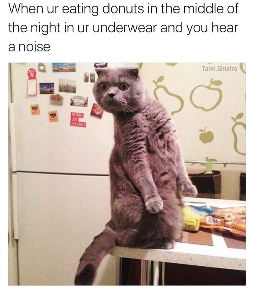 20 Amusing Cat Memes That Will Cat-apult You into Laughter 21 When youre eating donuts