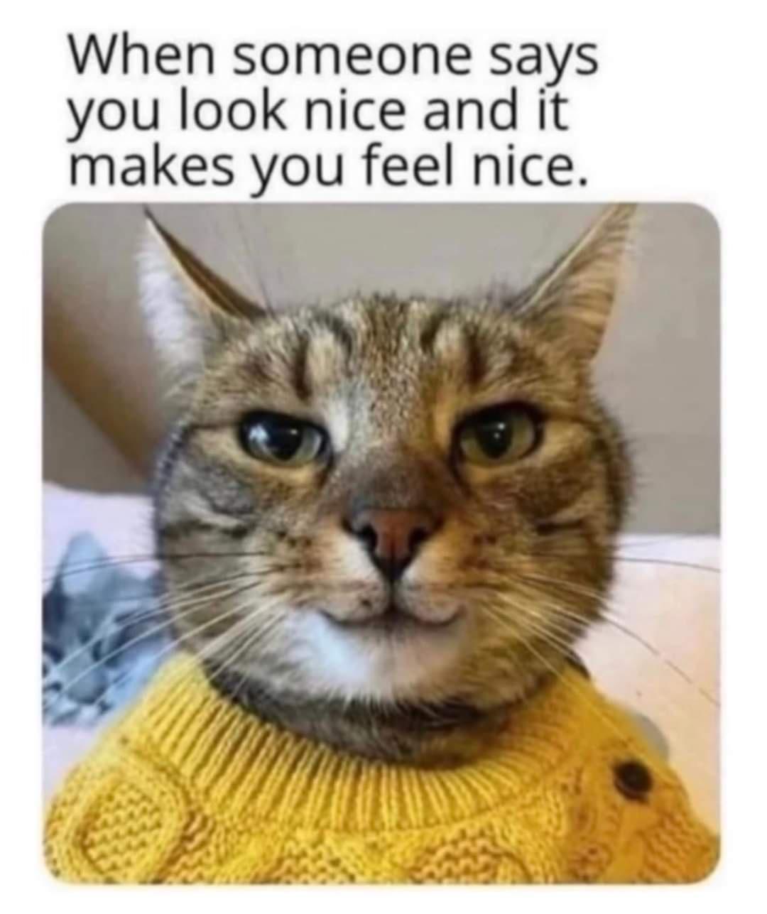 20 Cute Cat Memes That Will Make You Say 'Aww 17 You look nice - Cute Cat Memes