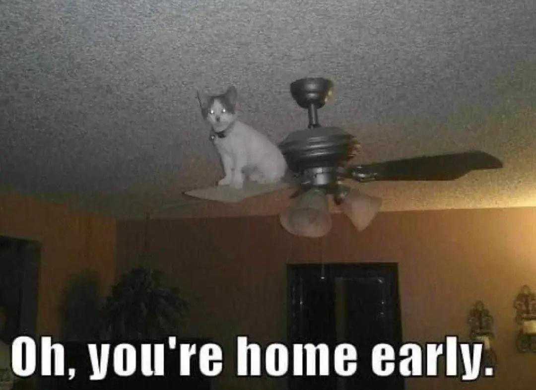 Rapid-Fire Humor: 15 Memes That Deliver Instant Comedy 15 Youre home early