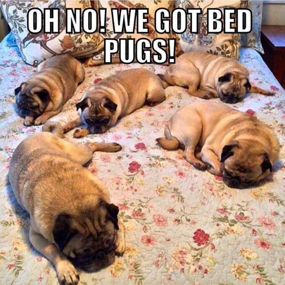 20 Quality Memes That Promise a Time Well Spent 2 bed pugs - Quality Memes