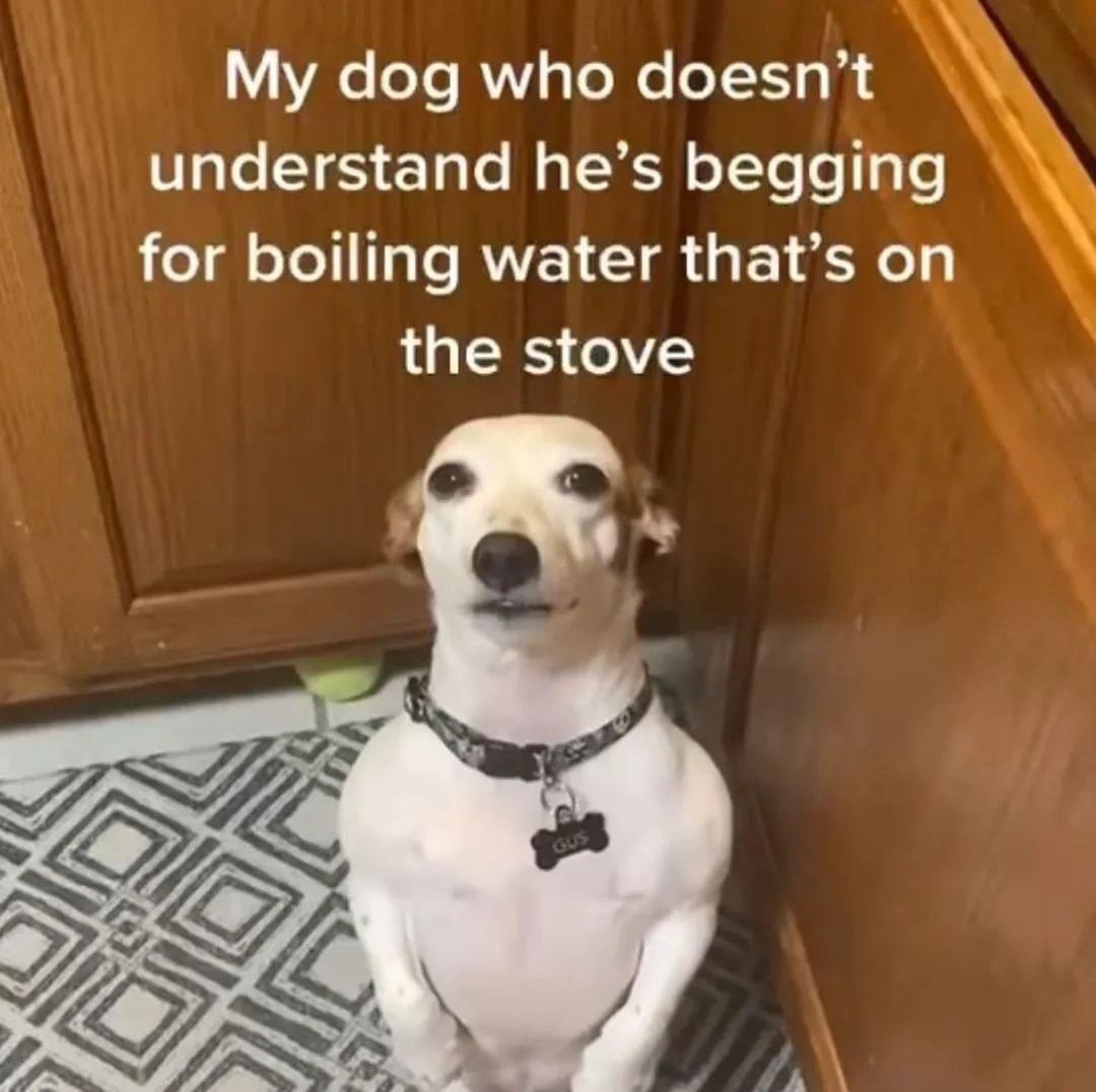 20 Adorable Dog Memes for a Pawsitively Good Time 2 begging for boiling water - adorable dog memes