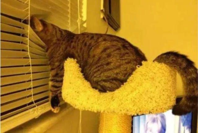 20 Images Of Cats Sleeping In Weird Places 21 blinds