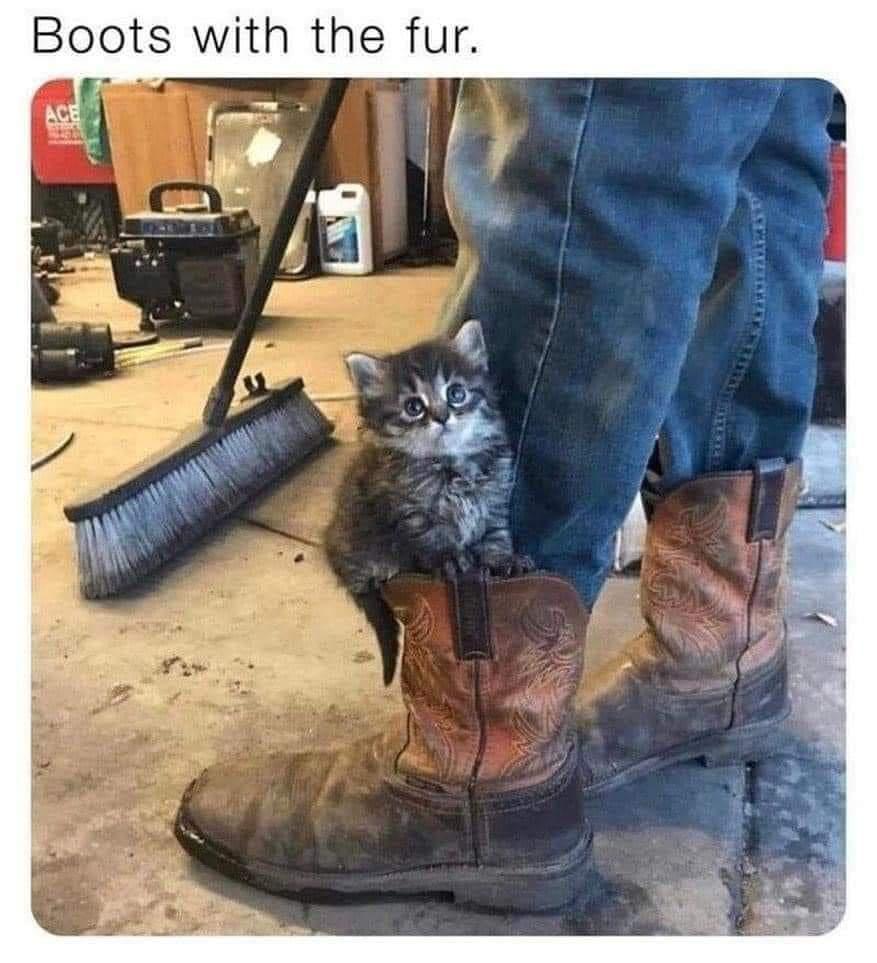 20 Cute Cat Memes That Will Make You Say 'Aww 1 boots with fur - Cute Cat Memes