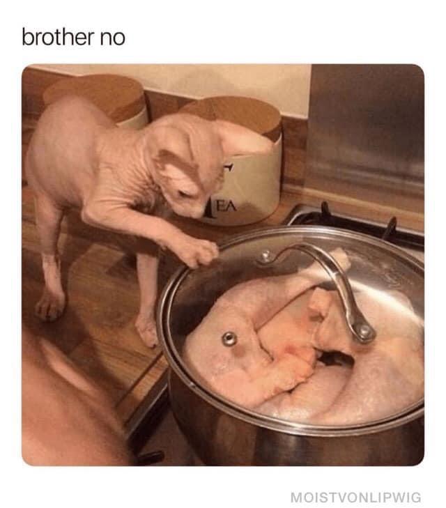 20 Funny Animal Memes That Are More Entertaining Than a Night at the Zoo 4 brother no - Funny Animal Memes