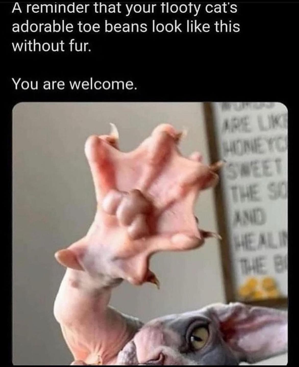 20 Memes: Your Daily Dose of Randomness & Ridiculousness 2 cat toes