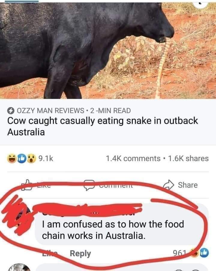 23 Bizarre "Meanwhile In Australia Memes" 21 cow eating snake - Meanwhile In Australia Memes