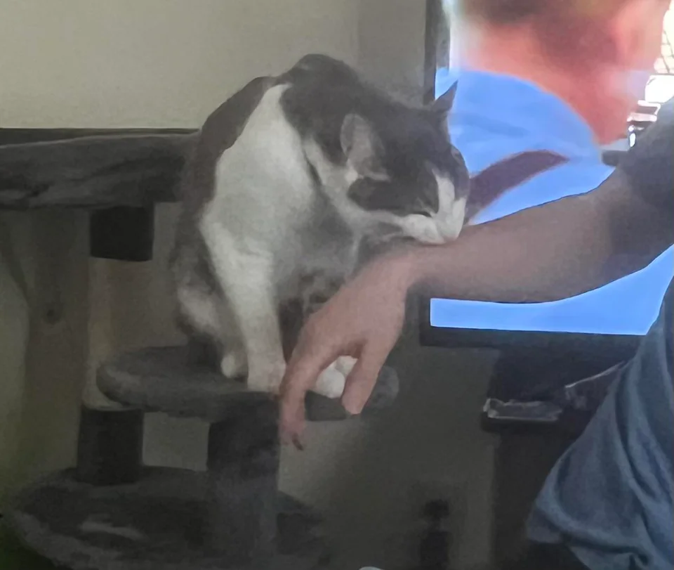 20 Images of Cursed Cats Creating Havoc Around the House 16 cursed snack - Cursed Cats
