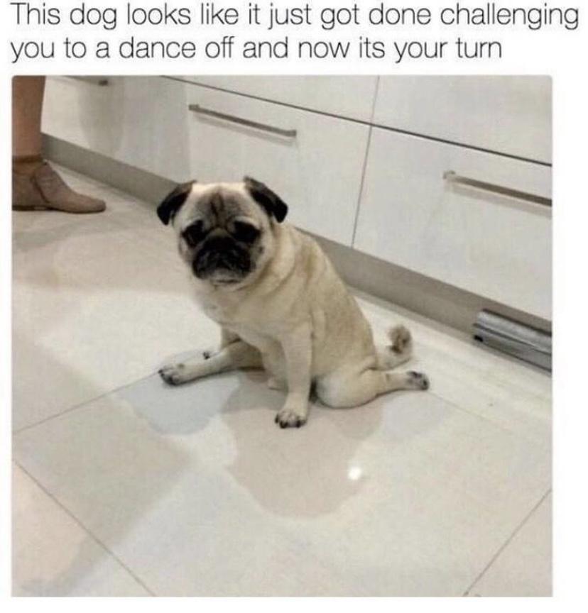 20 Adorable Dog Memes for a Pawsitively Good Time 4 dance of - adorable dog memes