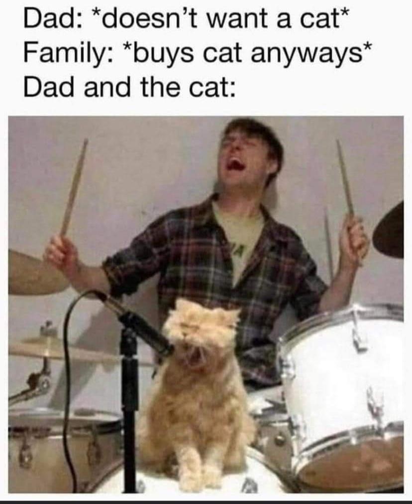 20 Cute Cat Memes That Will Make You Say 'Aww 4 doesnt want a cat - Cute Cat Memes