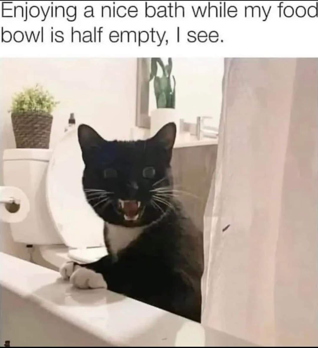 20 Cute Cat Memes That Will Make You Say 'Aww 6 enjoying a nice bath - Cute Cat Memes