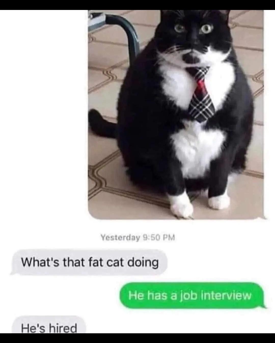 Rapid-Fire Humor: 15 Memes That Deliver Instant Comedy 2 fat cat doing