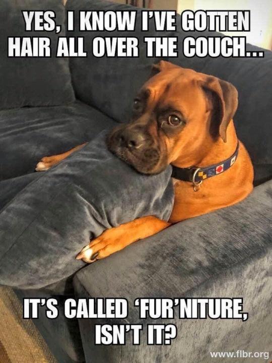 20 Adorable Dog Memes for a Pawsitively Good Time 9 hair all over the och - adorable dog memes