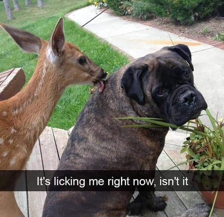 20 Adorable Dog Memes for a Pawsitively Good Time 10 he licking me - adorable dog memes
