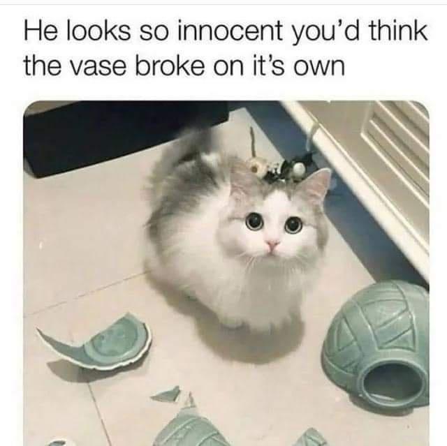 20 Cute Cat Memes That Will Make You Say 'Aww 7 he looks innocent - Cute Cat Memes
