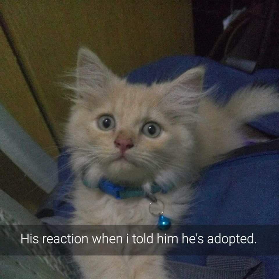 20 Cute Cat Memes That Will Make You Say 'Aww 8 hes adopted - Cute Cat Memes