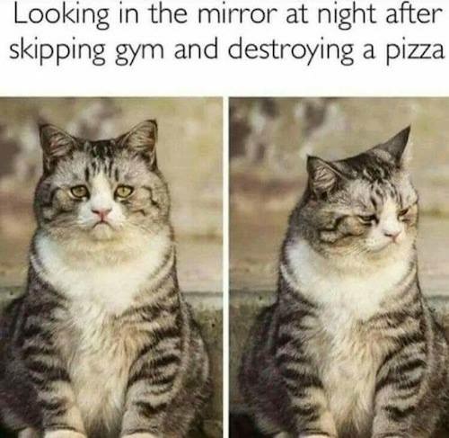 20 Amusing Cat Memes That Will Cat-apult You into Laughter 7 looking in the mirror
