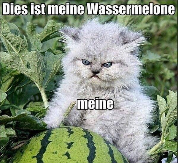 20 Amusing Cat Memes That Will Cat-apult You into Laughter 8 mein