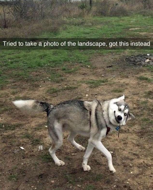 20 Adorable Dog Memes for a Pawsitively Good Time 14 photo of landscape - adorable dog memes