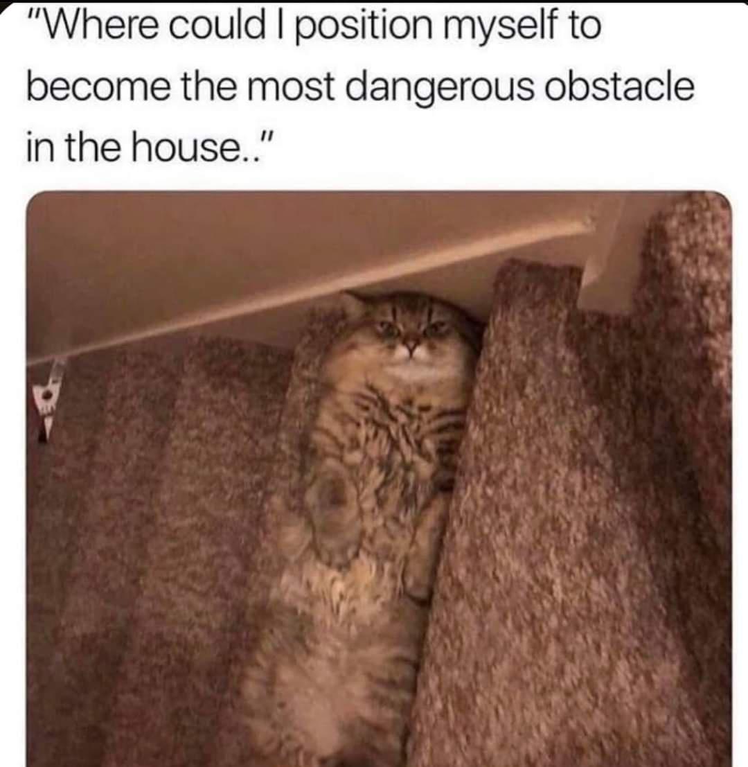 20 Cute Cat Memes That Will Make You Say 'Aww 12 position myself - Cute Cat Memes