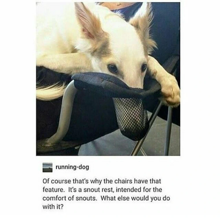 20 Adorable Dog Memes for a Pawsitively Good Time 16 running dog - adorable dog memes