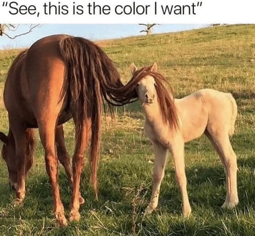 30 Bottom Shelf Memes For Your Top Shelf Occasions 30 this is the color