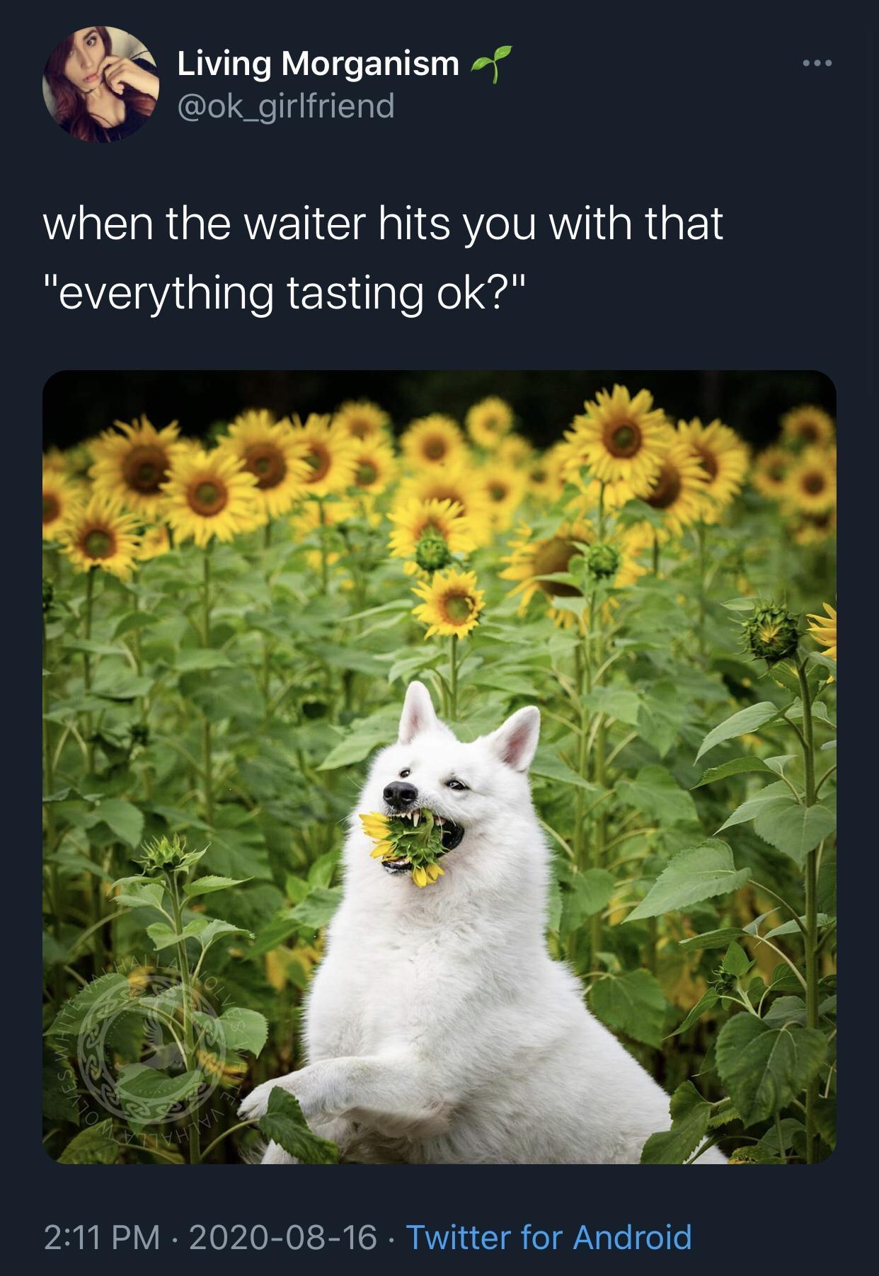 20 Adorable Dog Memes for a Pawsitively Good Time 20 verything tasting okay - adorable dog memes