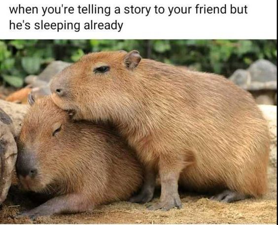 15 Capybara Memes That Are the Kings of Comedy 15 when youre telling a story - capybara memes