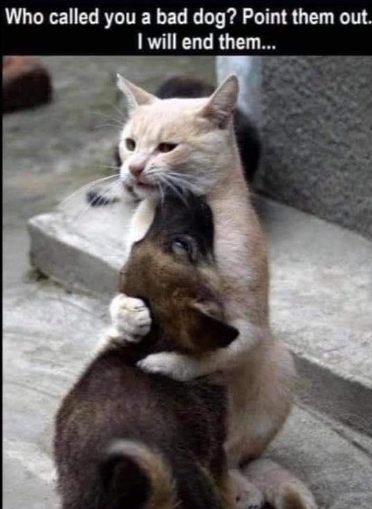 20 Cute Cat Memes That Will Make You Say 'Aww 16 who called you a bad dog - Cute Cat Memes