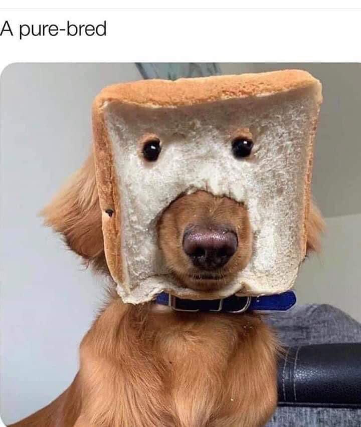 35 Dog Memes That Will Make You Laugh And Reduce Stress 21 A pure bread - dog memes