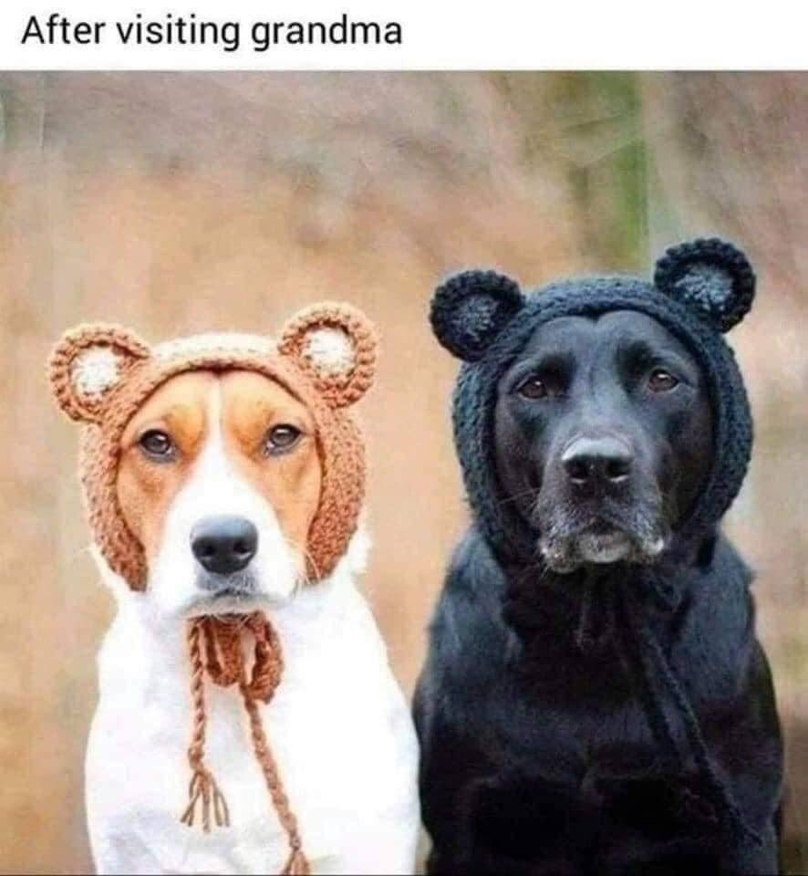 25 Adorable Dog Memes for a Pawsitively Good Time 21 After visiting grandma