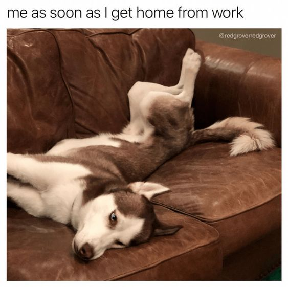 As soon as i get home from work cat and dog memes