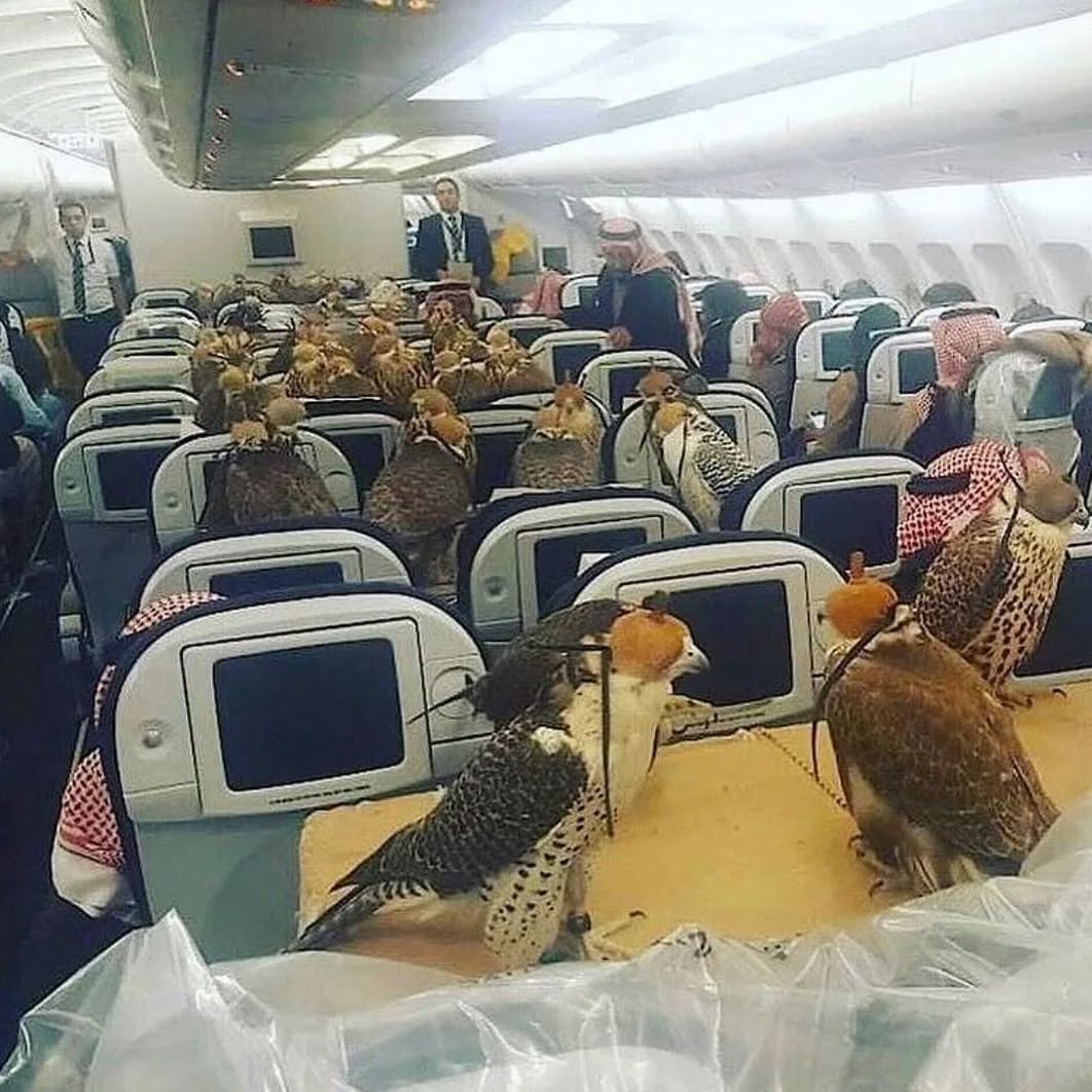 30 Cursed Pics to Infuse Your Day with Weird Vibes, As Shared On This IG Page 26 Birds on plane