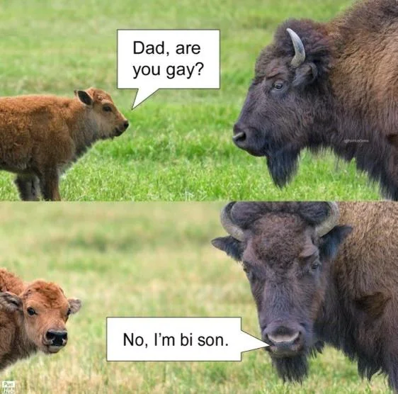 35 Puns That Are Even Fun-er Than A Good Burrito 27 Bison