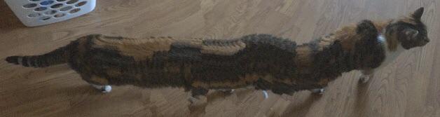 20 Hilarious Panoramic Fails That Look Straight Out of the Matrix 3 CATerpillar