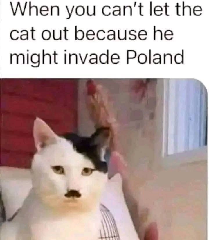 25 Amusing Memes to Crown Your Day with Laughter 21 Cant let the cat out