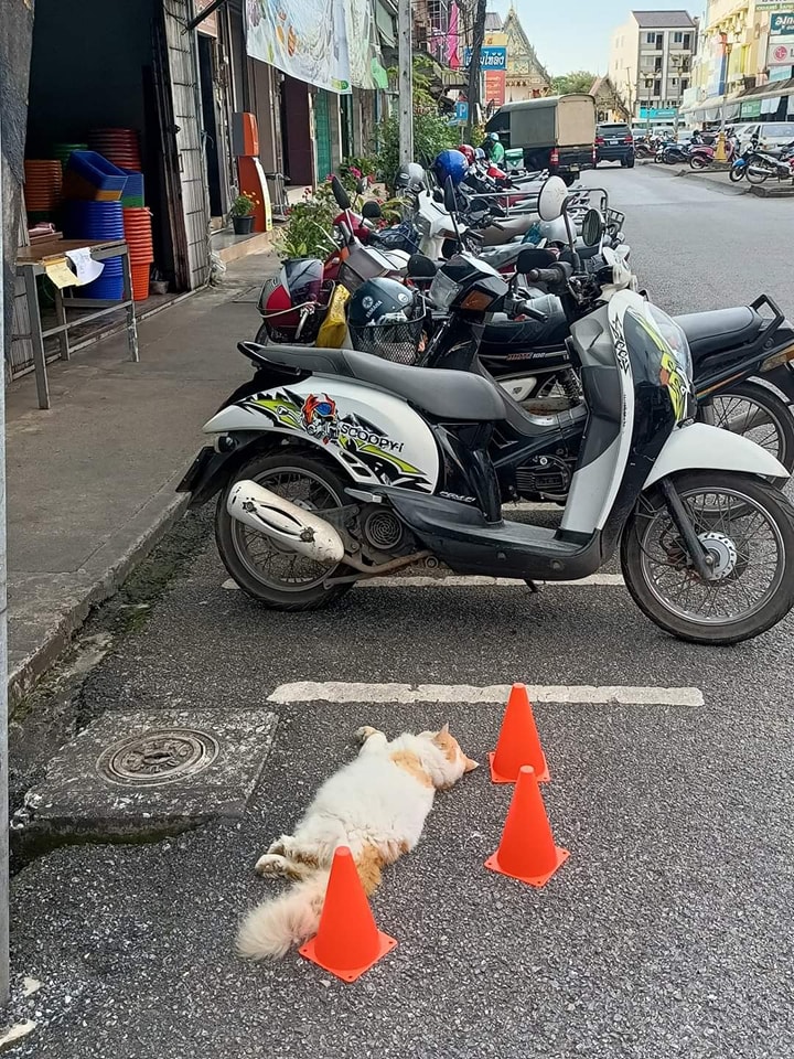 20 Unusual Animal Pics That Will Make Your Jaw Drop 3 Cat Sleeping in Parking - unusual animal pics