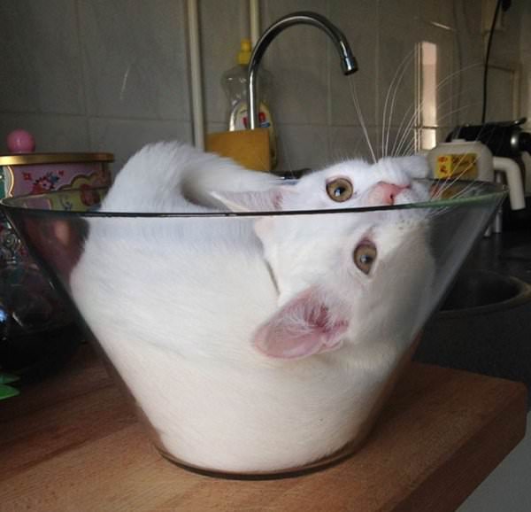 30 Photos That Will Convince You That Cats Are Liquid 27 Cat in bowl 2
