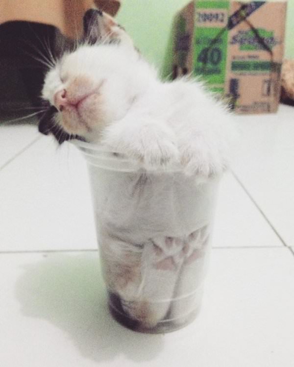 30 Photos That Will Convince You That Cats Are Liquid 30 Cat in glass