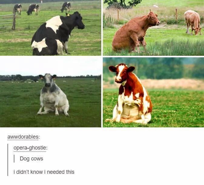 30 Udderly Entertaining Cow Memes That Will Make Your Day Moo-velous! 23 Dog cows - cow memes